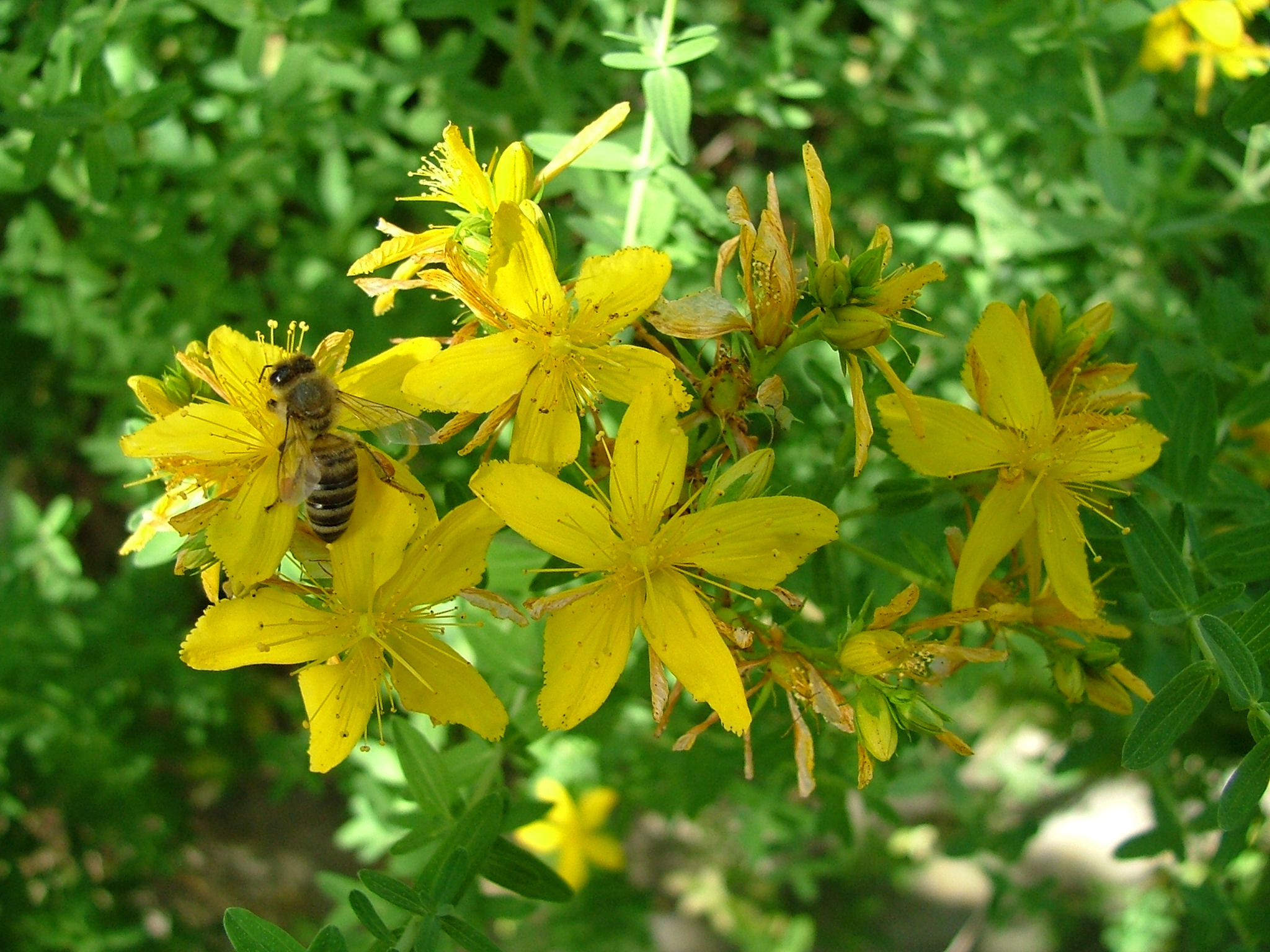 Plant Image